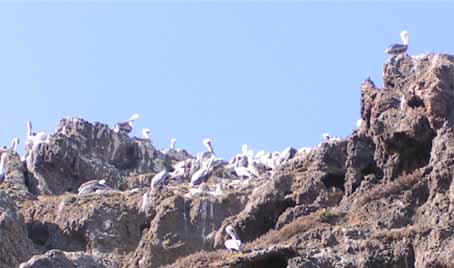 Pelican hangout and latrine.