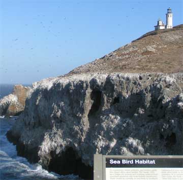 Sea Bird Habitat foto