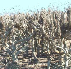 Tree Sunflowers.