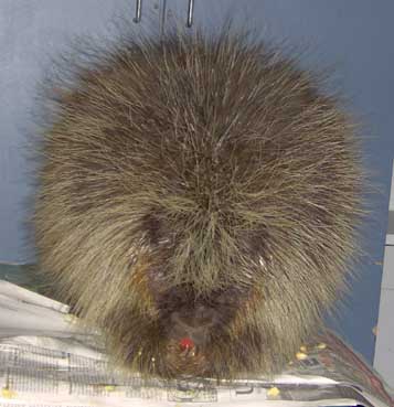 Please feed the porcupine.... carefully!