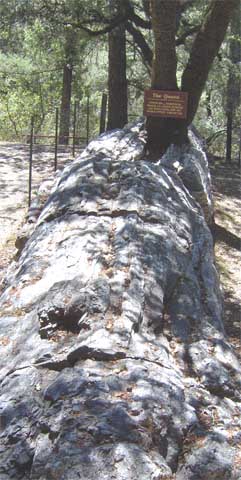 Tree growing thru stone tree.