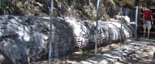 The untunneled portion of the tree