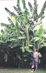 Banana plants >20 ft. tall
