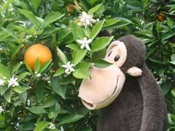 Oranges, blossoms, baboon