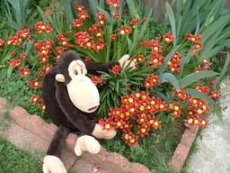 Monkey shows us the 'Red Flowers.'