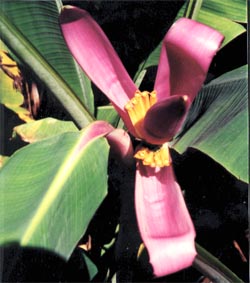 Ornamental banana blossom