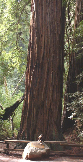 Muir Woods Thomas Pinchot Tree