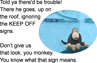 Monkey ignores the KEEP OFF roof sign