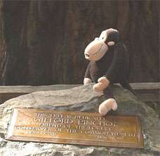 Sierra Club plaque to Gifford Pinchot