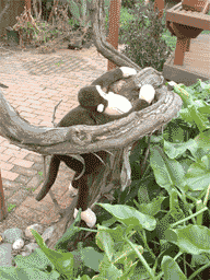 animation: Monkey scales grapevine, pruns/kills 75 year old plant.