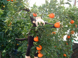 Picking Mandarin Oranges (before the squirels get them)