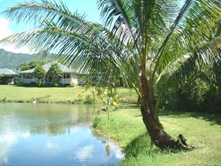 Coconut Palm, Coi Pond, & Opice