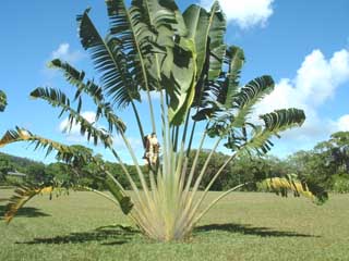 Fan-shaped Traveler's Palm