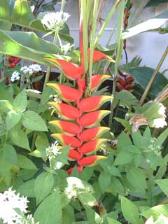 Hanging "lobster claw" heliconia.