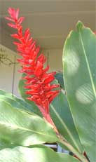 Closer look at Red Ginger flowers
