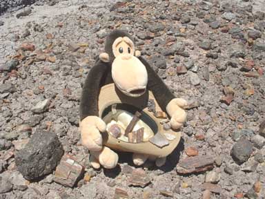 Monkey amidst the volcanic remnants.