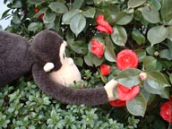 Opice admires a neighbor's red camellias