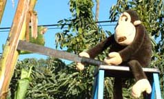 Trimming bananas with his machete
