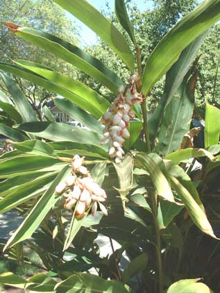 Shell Ginger blooming @ Monkey's house.