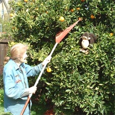 Caught stealing Lorretta's oranges