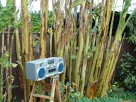 Boombox serinades the bnanana plants.