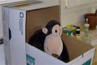 Monkey in a box.