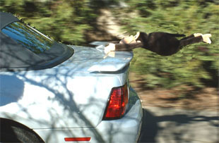 Monkey "airfoil sails" off the back of a car